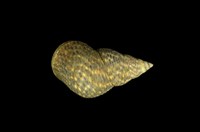 藏品(粗紋玉黍螺)的圖片